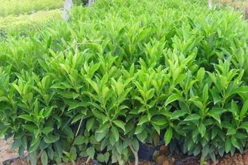 非洲茉莉图片，好一朵非洲茉莉花，芬芳美丽满枝桠
