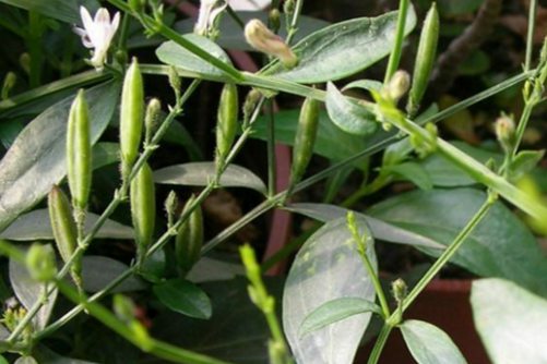 穿心莲种植方法，穿心莲这样养观赏食用两不误