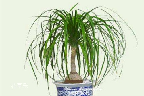 植物花语：酒瓶兰的花语以及象征意义