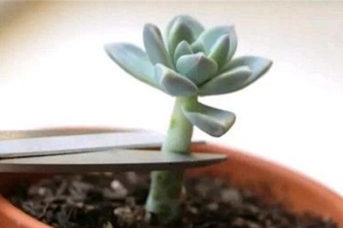 多肉砍头的时间和技巧 在对的时间做对的事