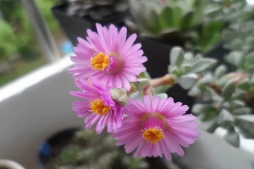 白凤菊怎么养？开花勤快，多肉界的勤劳“小蜜蜂”