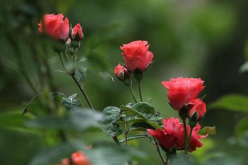 月季花图片，四时如春情满怀 月月花谢花又开