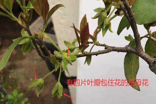 学会这两点一眼就能辨别公母金弹子，从此不会再上当了
