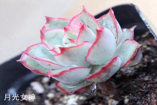 织锦和月光女神的区别 看个头和叶边红线可以快速区分