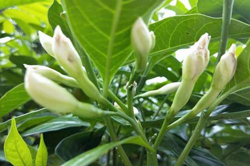 狗牙花图片，狗牙花 贞静如栀子，芳香似茉莉