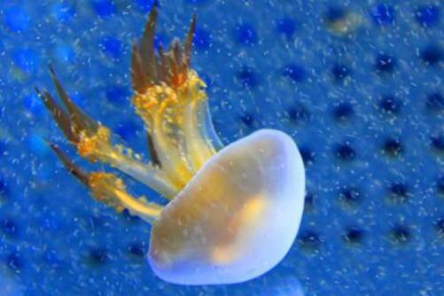 海蜇图片，层涛拥沫缀虾行 水母含秋孕地灵