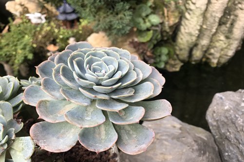 玉蝶图片欣赏，愿如少年鲜衣怒马，仗剑天涯