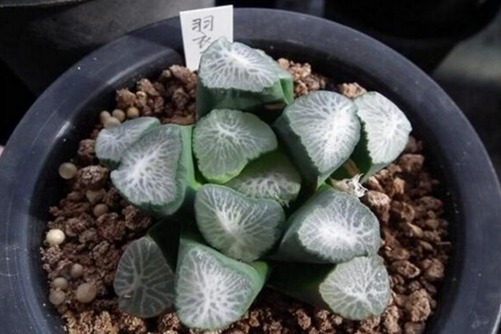 多肉万象怎么养 多肉万象十大名品,天照最有名/价格最高