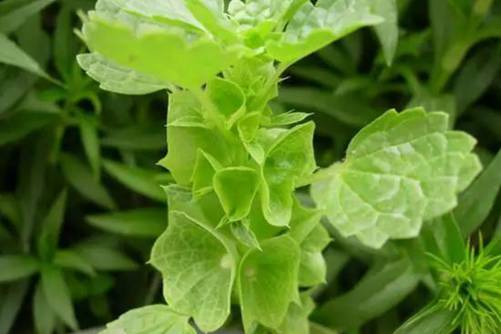 贝壳花的作用？贝壳花 净化空气的翘楚