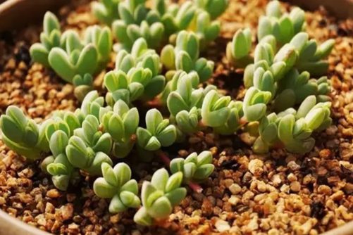 多肉植物如何安全度夏？多肉植物安全度夏的妙招