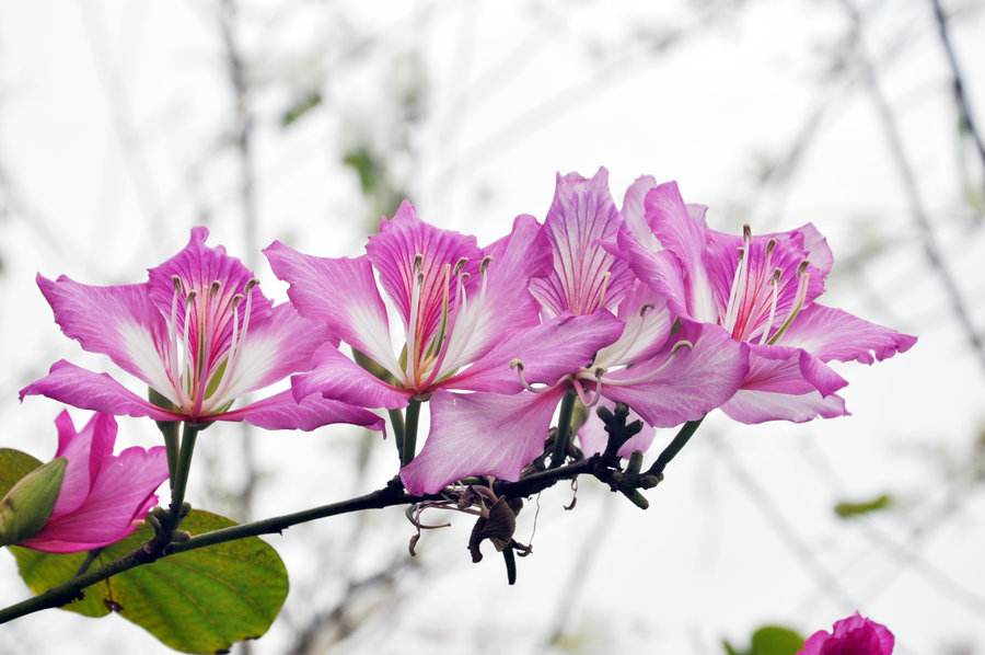 香港市花紫荆花花语及传说