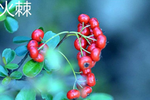 红果冬青的功效，红果冬青是火棘吗