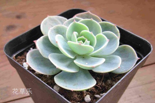 多肉植物怎么养 多肉玉蝶篇