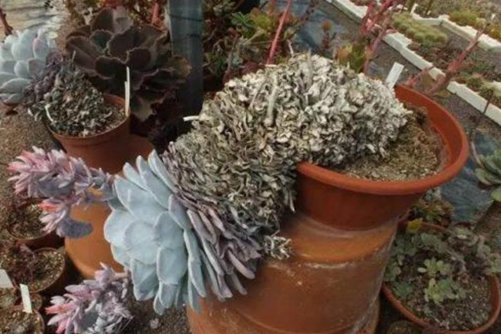 多肉植物怎么长成老桩? 最全多肉老桩养成法!从此老桩不是梦!
