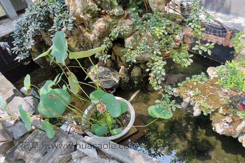 花草养护，正确地给植物浇水的三种方法