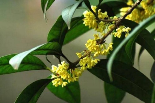 桂花不开花怎么办？做好这5点花开繁茂,十里飘香