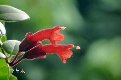 口红吊兰花语是“花美一时、你美一世”，美少女口红吊兰品种又有哪些？ 
