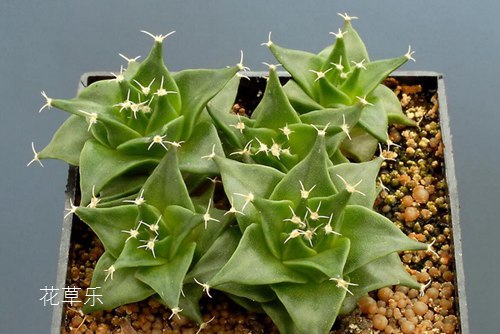多肉植物怎么养 多肉帝冠篇