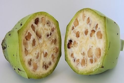 香蕉有种子吗？真是涨姿势了，原来香蕉的种子在这里