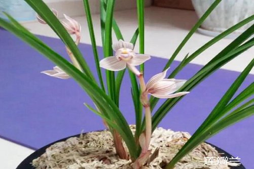 兰花怎么养才开花,先来了解一下兰花花期