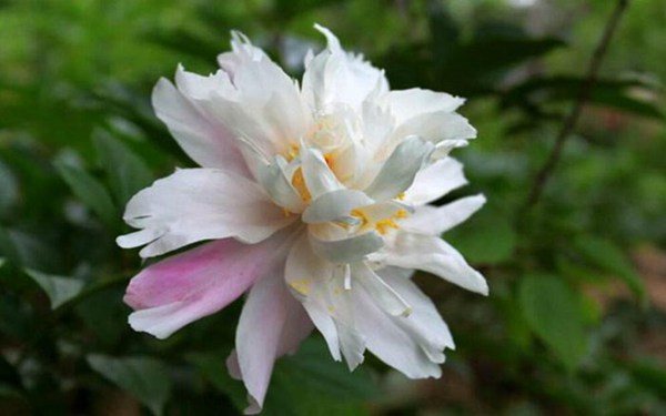 芍药花图片，高清芍药花图片大全