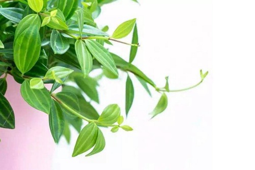 白脉椒草图片，高清白脉椒草图片大全