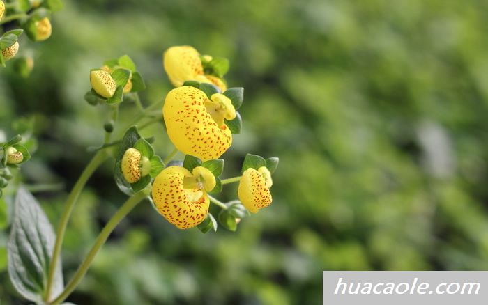 蒲包花图片 蒲包花易爆盆，种阳台似花海