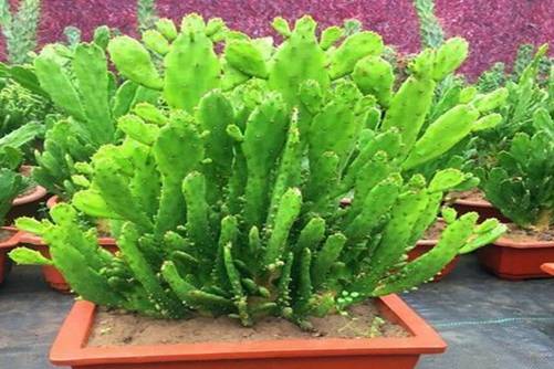 仙人掌千手观音开花吗？