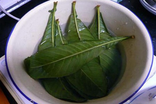 枇杷叶煮水止咳，最为正确的枇杷叶煮水的方法介绍