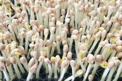 芽苗菜如何种植？学会这招，芽苗菜你在家就可以种植