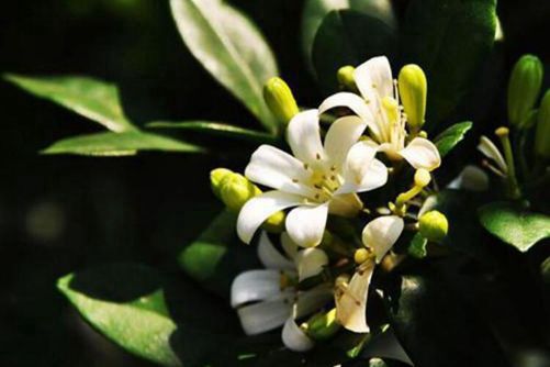 七里香花图片，月华冷处欲迎人 七里香风生满路