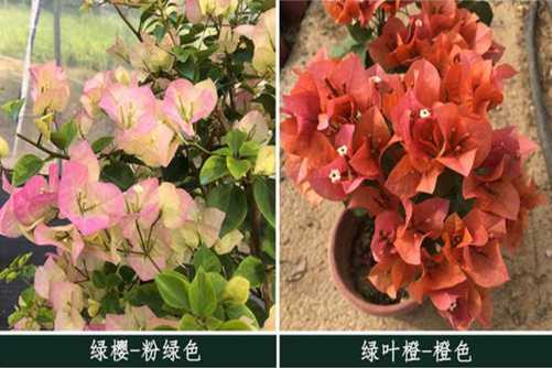 这26种三角梅，您养过或见过其中哪几种