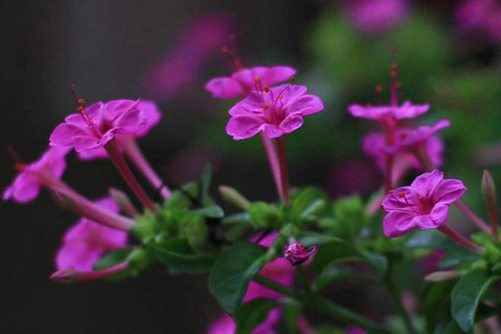 夜来香图片，孤芳自赏夜来香，幽暗芬芳自高昂