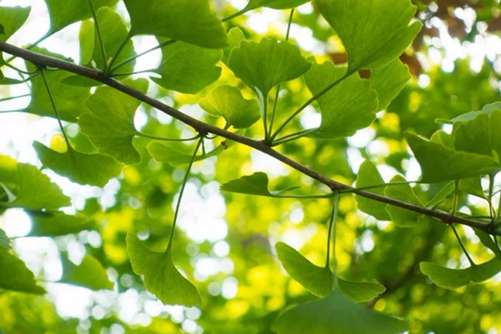 白果和白果仁的区别，白果和白果仁是一样吗？我来给你答案