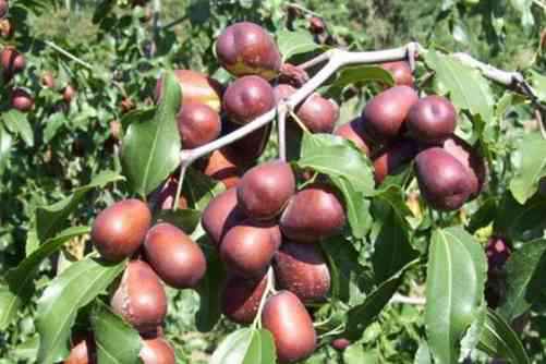 大枣图片 堰茗蒸红枣，看花似好时