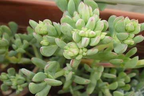 白凤菊怎么养？开花勤快，多肉界的勤劳“小蜜蜂”