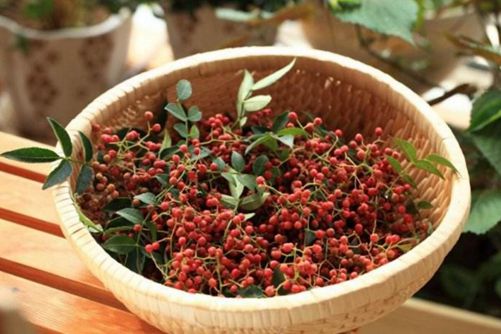 花椒树的种植方法，掌握这5点种植方法保证花椒硕果累累