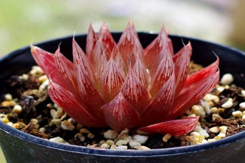 红色系多肉植物有哪些？常见24种红色系多肉图片鉴赏