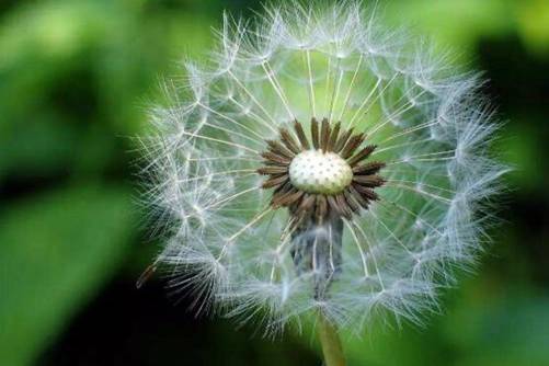 蒲公英的养殖方法， 蒲公英种植小技巧一学就会