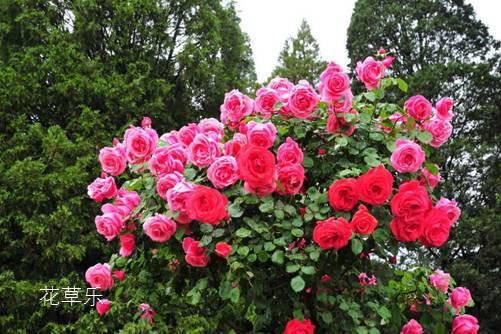 夏至节气的那些花儿和花语