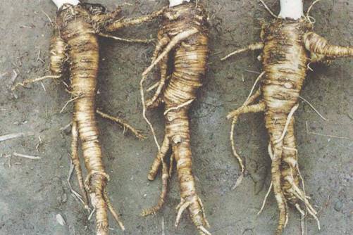 白芷种植技术，白芷种植做好这3方面定能丰产