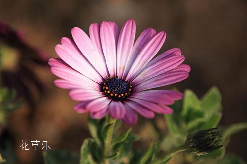 蓝目菊图片大全,蓝目菊高清图片大全
