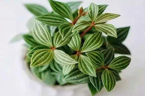 白脉椒草图片，高清白脉椒草图片大全