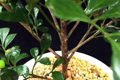 米仔兰怎么养，做好这几点米兰花开繁茂 香气袭人