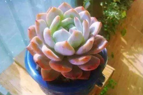橙梦露怎么养?简单几步养出性感漂亮的橙梦露多肉