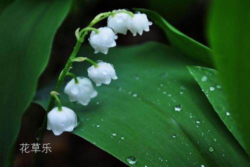 铃兰花为什么被称为“圣母之泪”，表达着什么样的花语和文化含义