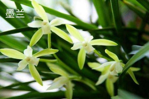 大花蕙兰和墨兰的区别 大花蕙兰和蕙兰花语介绍