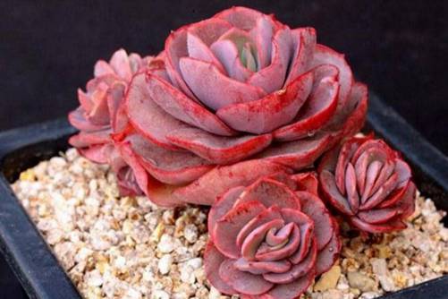 红色系多肉植物有哪些？常见24种红色系多肉图片鉴赏