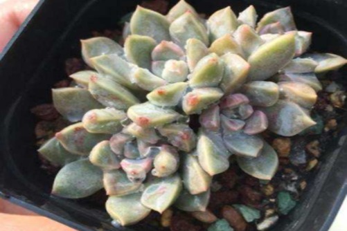鹅卵石多肉的养殖，用下面的方法叶片圆润光泽，让你爱不释手