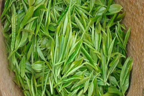 毛尖的功效与作用，常喝毛尖茶的三大好处